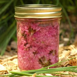 Chive Blossom Vinegar - Recipe photo by savoringtimeinthekitchen