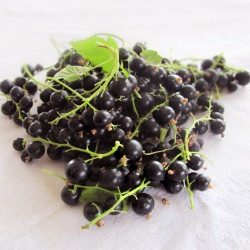 Black Currants - Recipe photo by lauralaurentiu