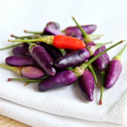 Purple Chili - Recipe photo by mykitchen