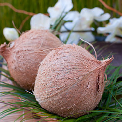 How to Crack a Coconut - Recipe photo by kitchen confidante