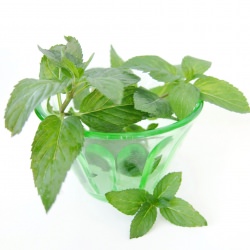 Iced Rose & Mint Green Tea - Recipe photo by TreeseLoveHappiness