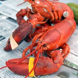 Three Sons Lobster & Fish dinner - Recipe photo by CookingAgents