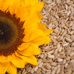 Sunflower Seeds - Recipe photo by Urvashi Roe