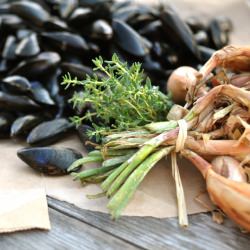 Mussels with White Wine - Recipe photo by nettleandquince
