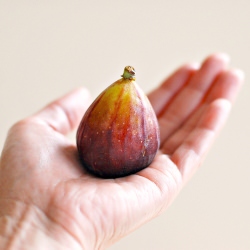 All About Figs - Recipe photo by The Enchanted Cook