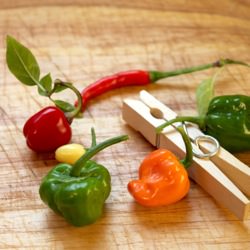 Home Grown Chillies - Recipe photo by chilli ninja