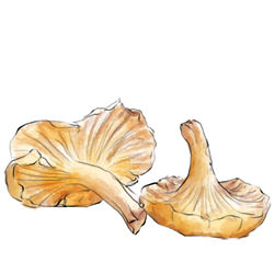 Wild Mushroom Risotto - Recipe photo by jonroberts