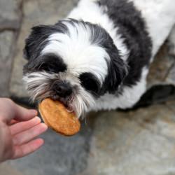 Paw Print Dog Biscuits - Recipe photo by bowllicking