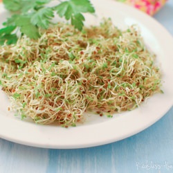 How-To: Grow Sprouts in a Mason Jar - Recipe photo by RecklessAbandon