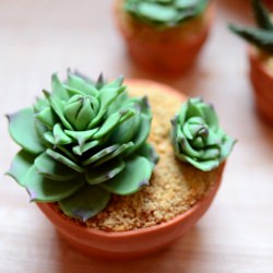 Succulent Cupcakes - Recipe photo by setonh