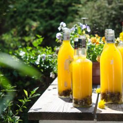 Dandelion Wine - Recipe photo by atria