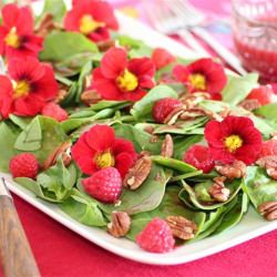 Summer Salad - Recipe photo by noshingwiththenolands