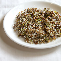 Alfalfa Sprouts - Recipe photo by vegrecipesofindia