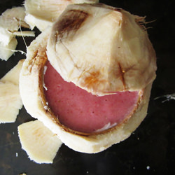 Coconut & Strawberry Smoothie - Recipe photo by nomsforthepoor
