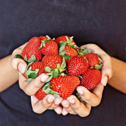 Fresh Strawberries - Recipe photo by Aparna