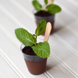 Potted Plant Chocolate Puddings - Recipe photo by i-heart-baking