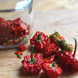 Hot Dried Chillies - Recipe photo by chilli ninja