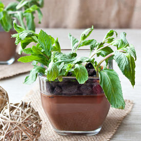 Edible Potted Plants - Recipe photo by Cakewhiz