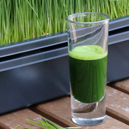 Wheatgrass Juice - Recipe photo by practiganic