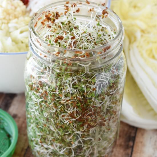 How To Grown Your Own Sprouts - Recipe photo by gardenfreshfoodie