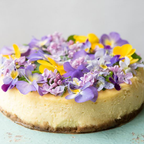 Creamy Lemon Cheesecake - Recipe photo by boulderlocavore