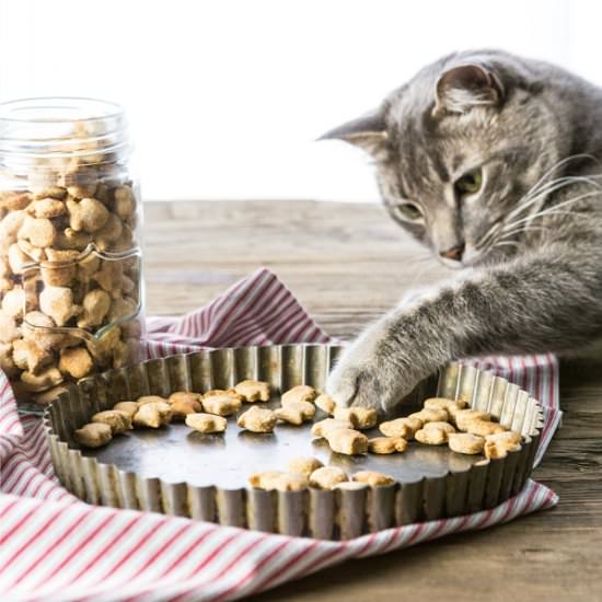 Salmon Cat Treats - Recipe photo by the cookie rookie