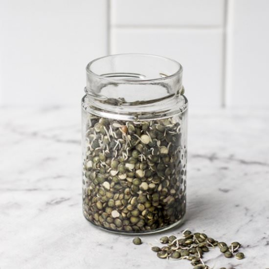 Homemade Sprouts - Recipe photo by WholesomeCook