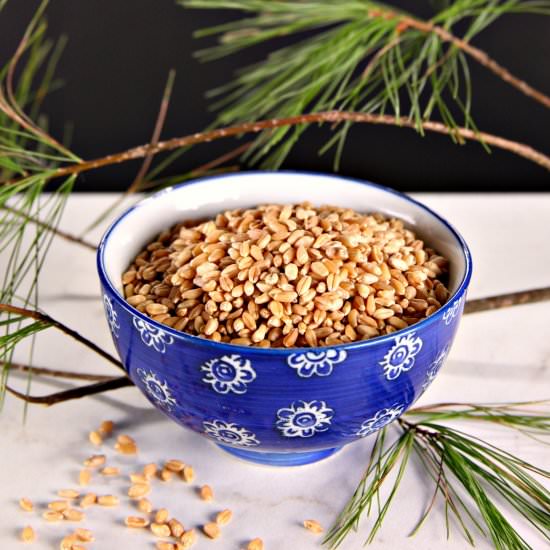Beginner's Guide to Soaked Grains - Recipe photo by Wide Meadow