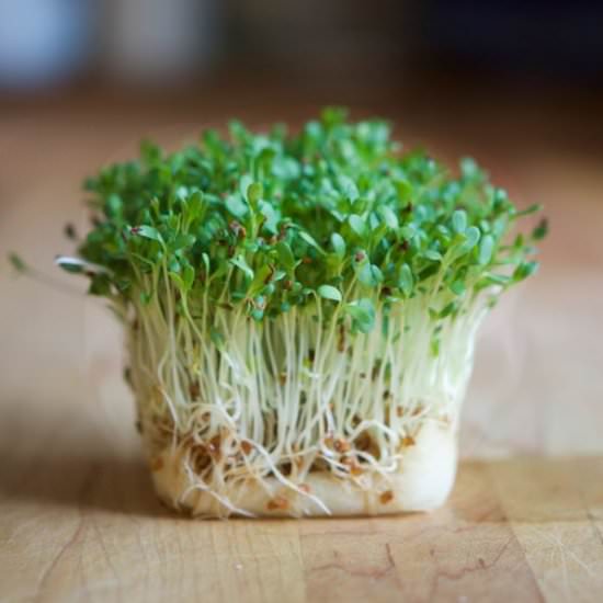 Alfalfa Sprouts - Recipe photo by theartofdoingstuff