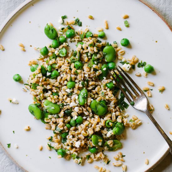 Farro Salad with Favas and Peas - Recipe photo by gatheranddine