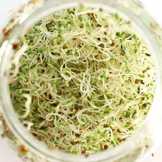 Growing Sprouts & How To Use Them - Recipe photo by EarthFoodandFire