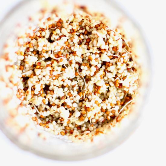 How to Grow Sprouts - Recipe photo by YangsNourishingKitchen