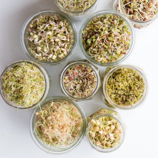 Sprouting 101 - Recipe photo by wholefully