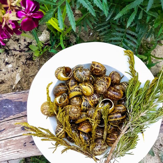 Escargot with Rosemary - Recipe photo by PenelopeCooks