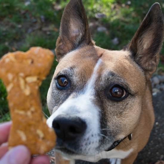 Sweet Potato and Apple Dog Treats - Recipe photo by For the Love of Cooking