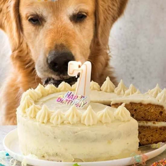 Dog Cake Recipe - Recipe photo by RecipeTin Eats