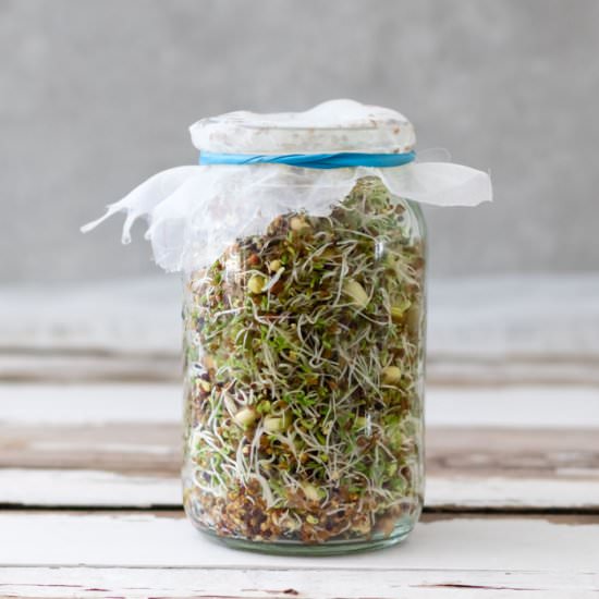 Grow Sprouts in a Jar | 3 Easy Step - Recipe photo by The Plant Riot