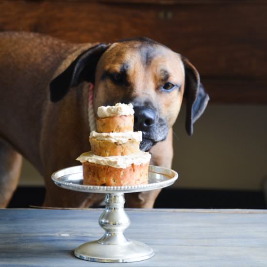 A birthday cake for your pup! - Recipe photo by gabbiegonzales