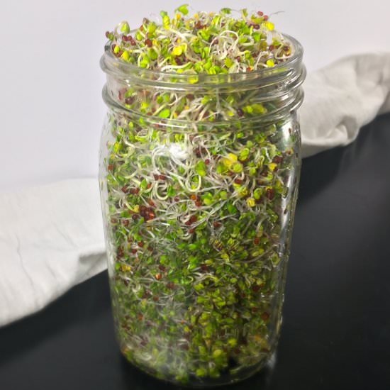 How to Make Broccoli Sprouts - Recipe photo by summeryule.com