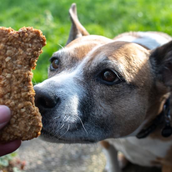 Peanut Butter Banana Dog Treats - Recipe photo by For the Love of Cooking