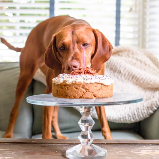 Peanut Butter Bacon Dog Cake - Recipe photo by SprinklesandSeaSalt