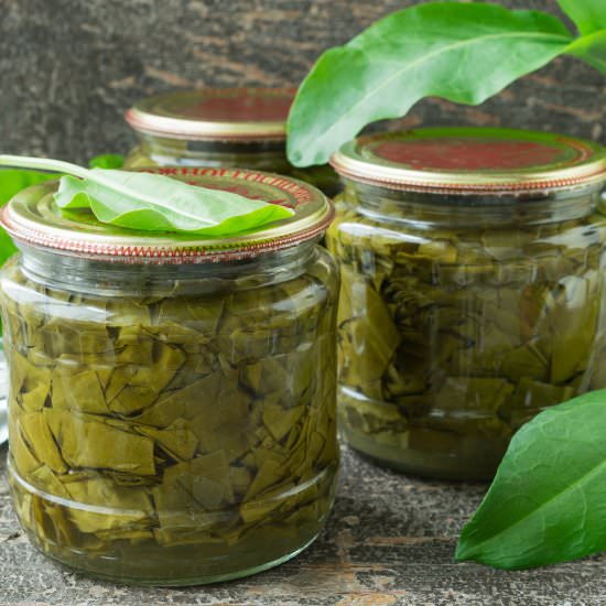 How to Can Sorrel - Recipe photo by niftyrecipe