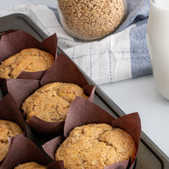 Sprouted Grain Muffins - Recipe photo by Aredspatula