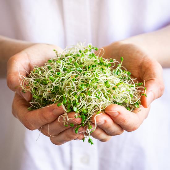 How to Grow Alfalfa Sprouts - Recipe photo by vancouverwithlove