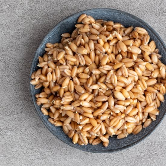 How To Sprout Whole Grains - Recipe photo by Aredspatula