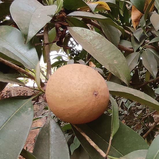 Sapodilla - Recipe photo by MasalaHerb
