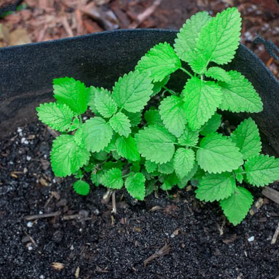 All About Lemon Balm - Recipe photo by healingtomato