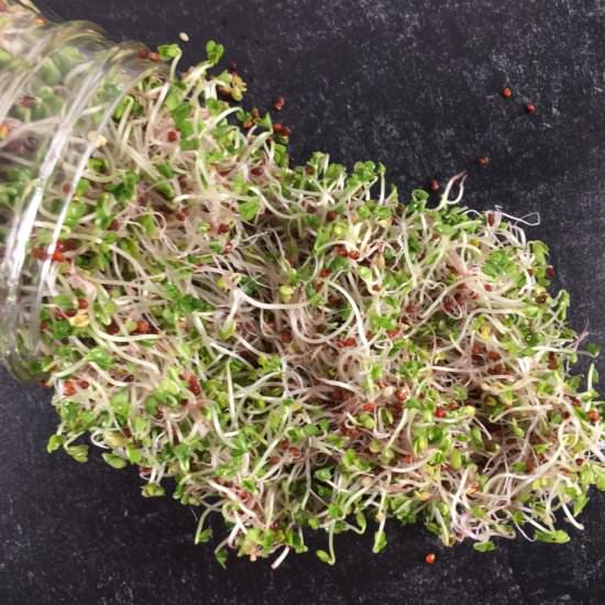 How to Sprout Broccoli Seeds - Recipe photo by summeryule.com