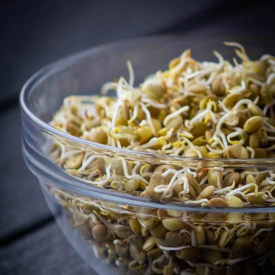 Sprouted Lentils - Recipe photo by Ourplantbasedworld