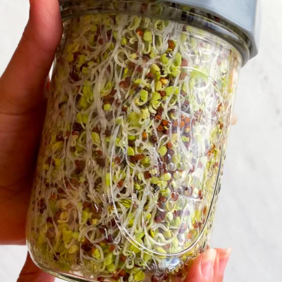 Broccoli Sprouts (Sulforaphane) - Recipe photo by Aegean Delight